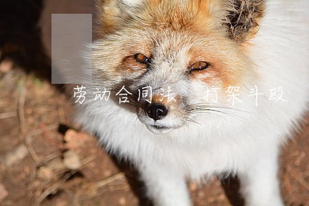 劳动合同法 打架斗殴 劳动合同法 打架斗殴